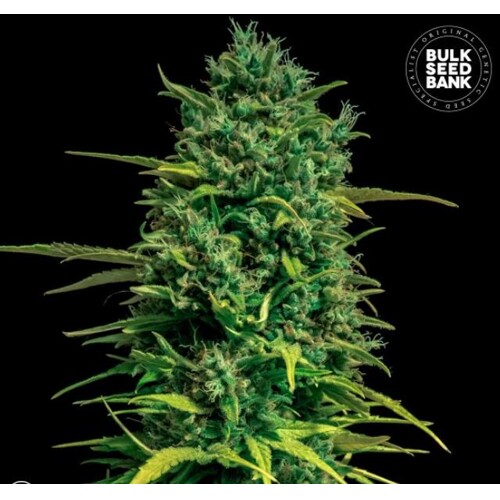 Bulk Seed Bank Auto Tropical Coconut 5 seeds