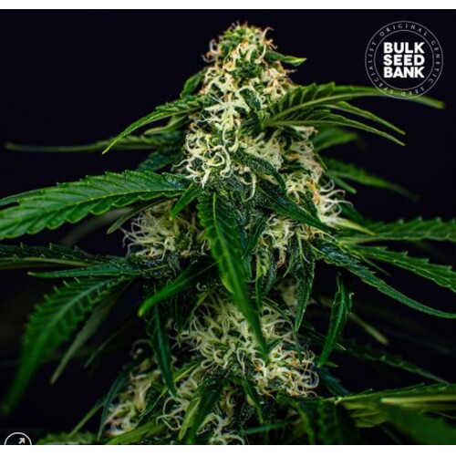 Bulk Seed Bank Auto  Watermelon Jam 100 seeds