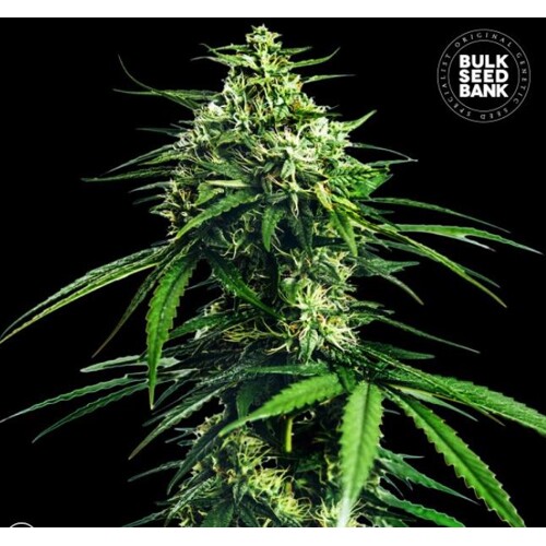 Bulk Seed Bank CBD Indica King 5 seeds