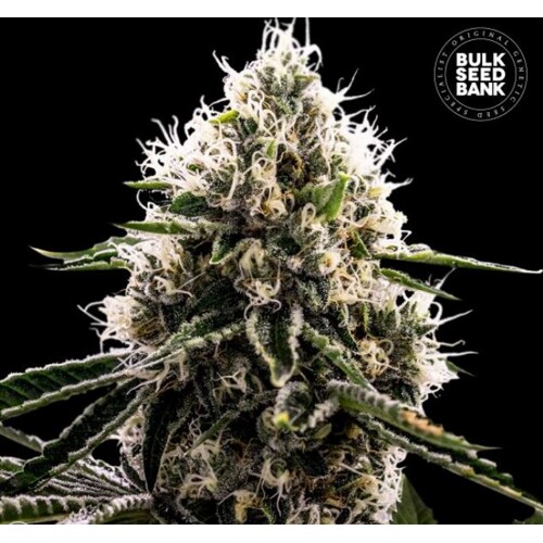 Bulk Seed Bank Dosidos Rocketos 5 seeds