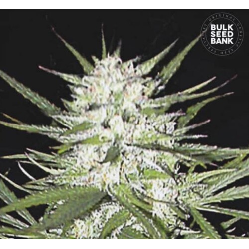 Bulk Seed Bank Early Top Skunk 10 seeds