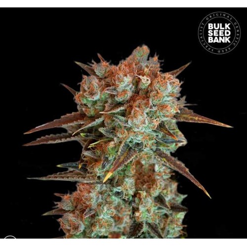 Bulk Seed Bank Caramel King 5pc