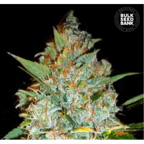 Bulk Seed Bank Kali 's Mystery 5pcs