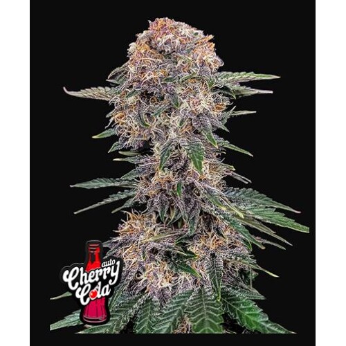 FastBuds Cherry Cola 1 seed