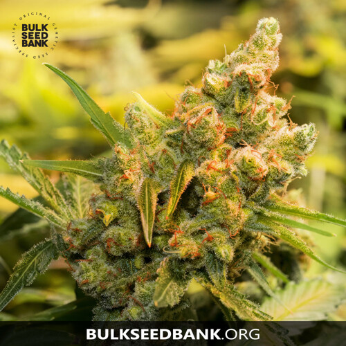 Bulk Seed Bank Caramel King 10 seeds