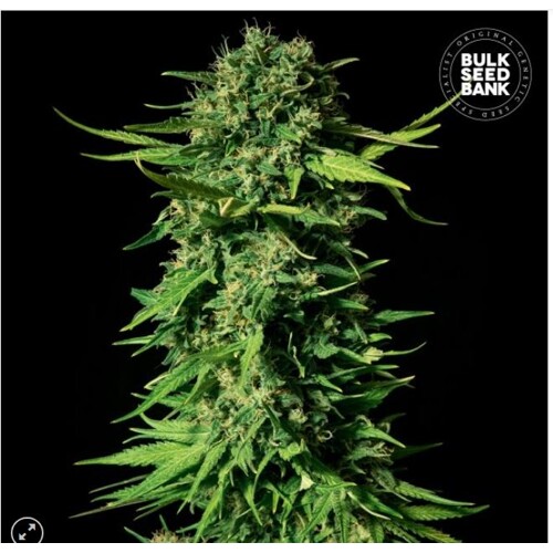 Bulk Seed Bank Mandalime Juice 1 seed