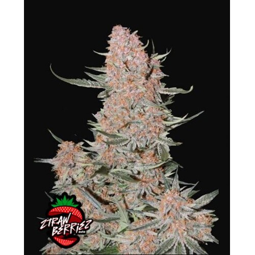 FastBuds Ztrawberries 3 seeds