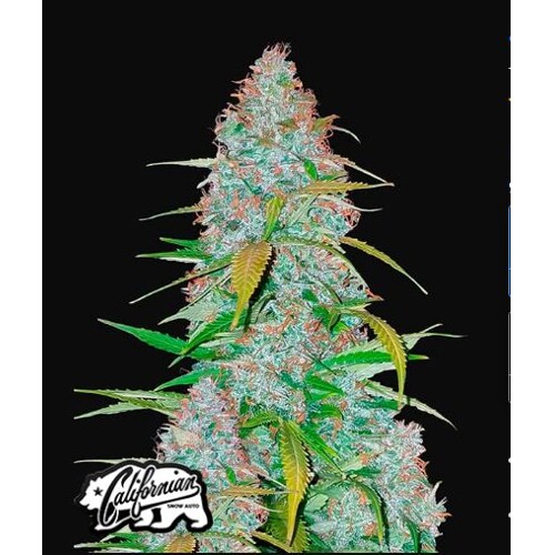 FastBuds Californian Snow Auto 3 seeds