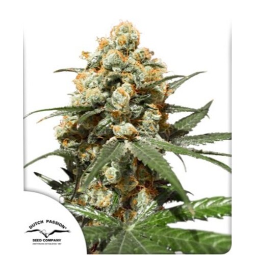 Dutch Passion Seed Company Orange Hill Special Fem  5 seeds