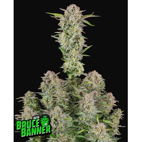 FastBuds Bruce Banner Auto 3 seeds