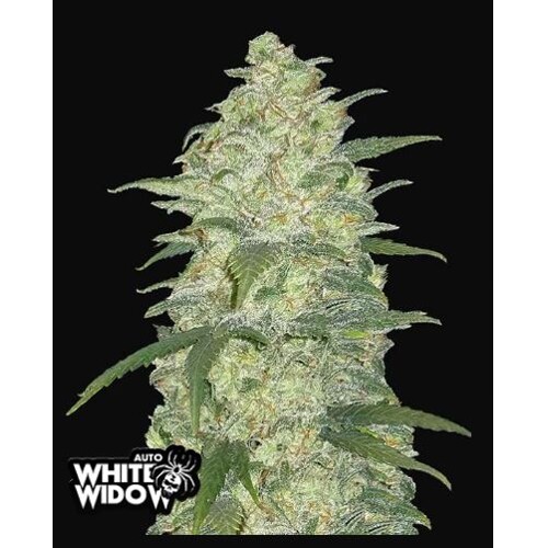 FastBuds Originals Auto White Widow 5 seeds