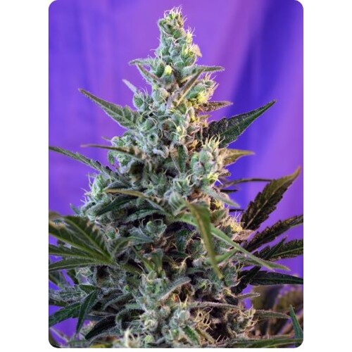 Sweet Seeds Sweet Skunk F1 Fast Version 5 db