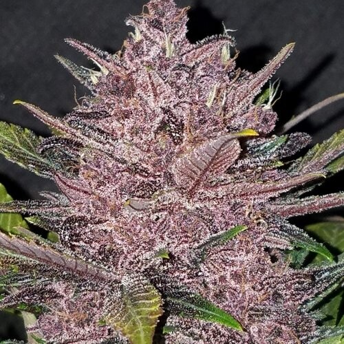 FastBuds Blackberry Auto 10 seeds