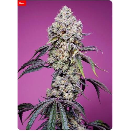 Sweet Seeds Sweet Mandarine Zkittlez 5 db