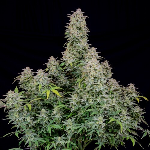 FastBuds Forbidden Runtz 50 seeds