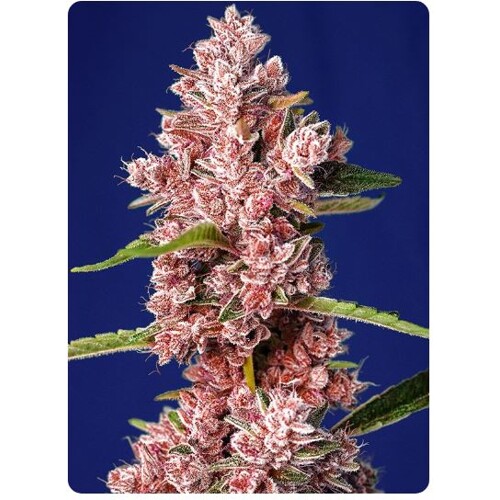 Sweet Seeds Tropicana Poison F1 Fast Version 5 Seeds