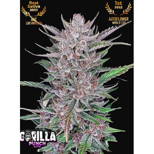 FastBuds Gorilla Punch Auto 10 seeds