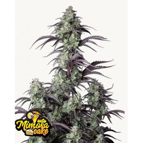 FastBuds Mimosa Cake Auto 10 seeds