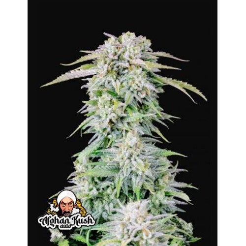 FastBuds Original Afghan Kush from 9.- €