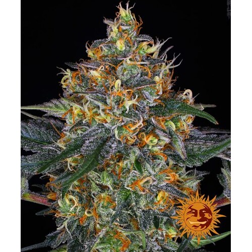 Barneys Farm Moby Dick Auto