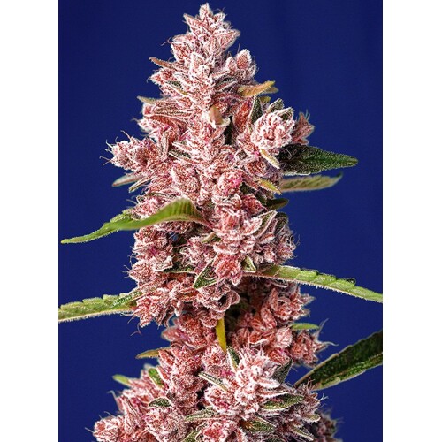 Sweet Seeds Tropicana Poison F1 Fast Version 