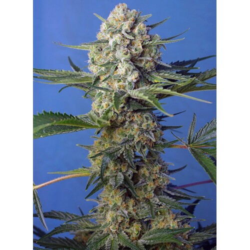 Sweet Seeds Crystal Candy F1 Fast Version 