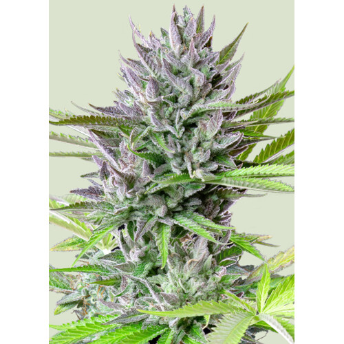 Royal Queen Seeds Triple G