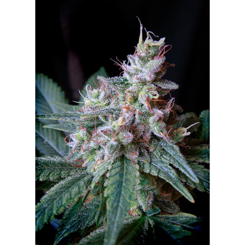 Sweet Seeds Cream Caramel Auto