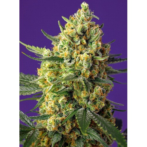 Sweet Seeds Crystal Candy XL Auto