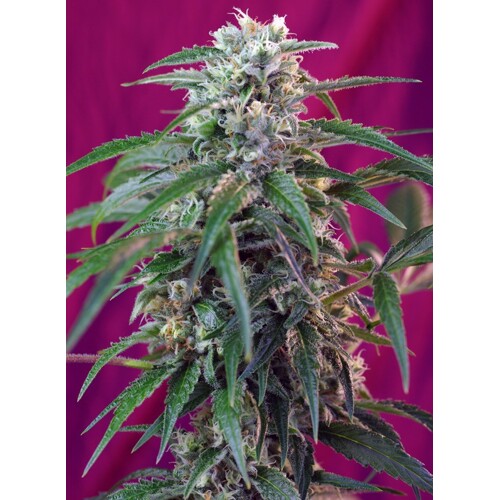 Sweet Seeds Green Poison XL Auto