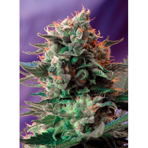 Sweet Seeds Jack 47®