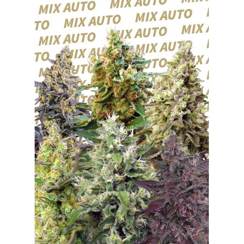 Sweet Seeds Sweet Mix Auto