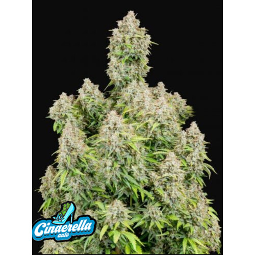 FastBuds Original Cinderella Auto from 9.-€