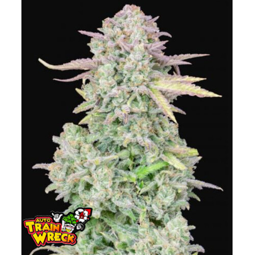 Fast Buds Original Trainwreck Auto 3 ks