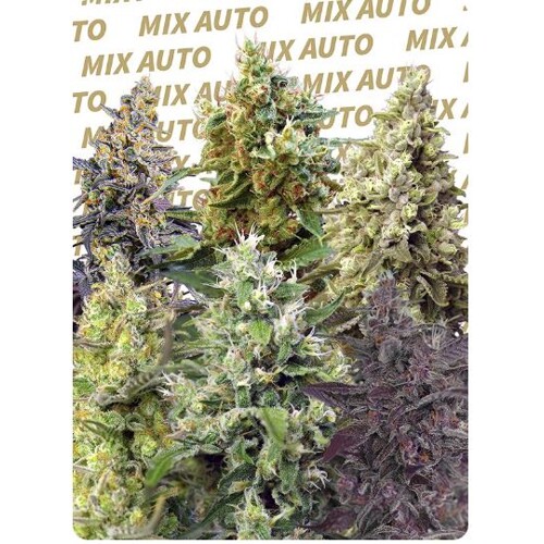 FastBuds Mix Pack Auto 5 seeds