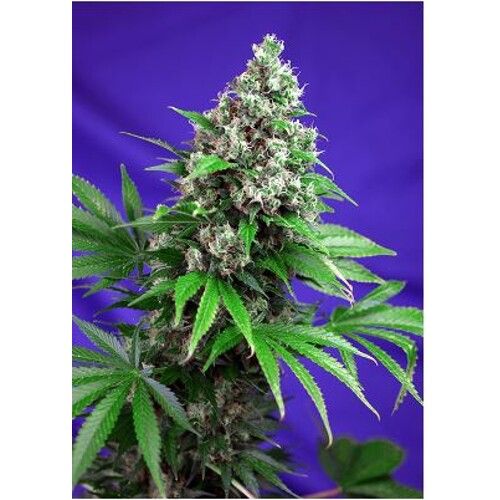 Sweet Seeds Killer Kush Fast Version