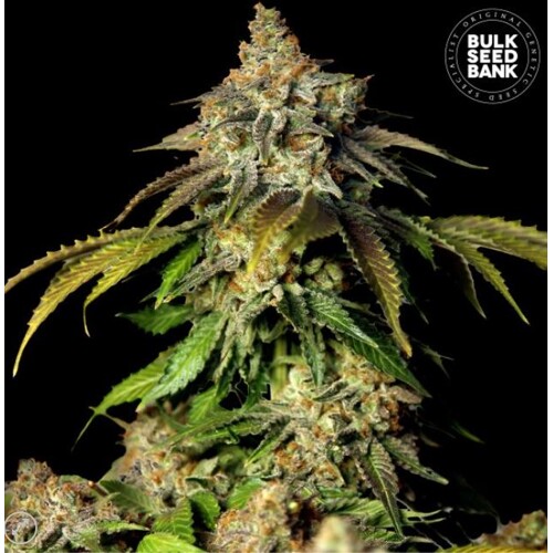 Bulk Seed Bank Auto Bruce Banner #5 5 pcs