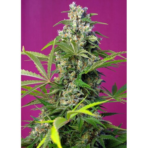 Sweet Seeds Gorilla Girl Feminized 