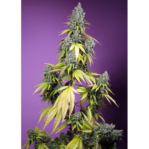 Sweet Seeds Jet Fuel Mandarine XL Auto