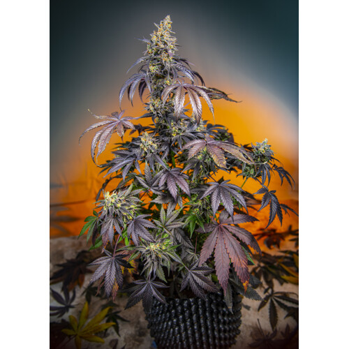 Sweet Seeds Red Gorilla Girl XL Auto