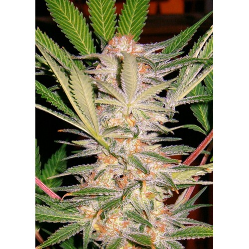 Sweet Seeds S.A.D. Sweet Afghani Delicious