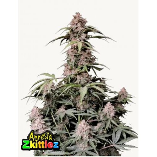 FastBuds Amnesia Zkittlez Auto 3 seeds