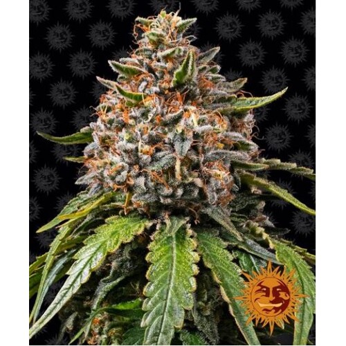 Barney's Farm White Widow XXL