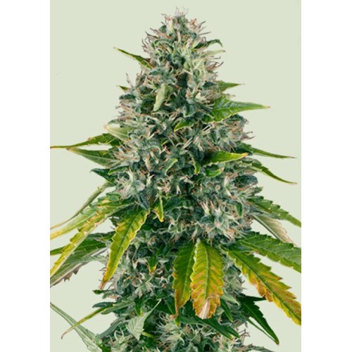 Royal Queen Seeds Royal Moby