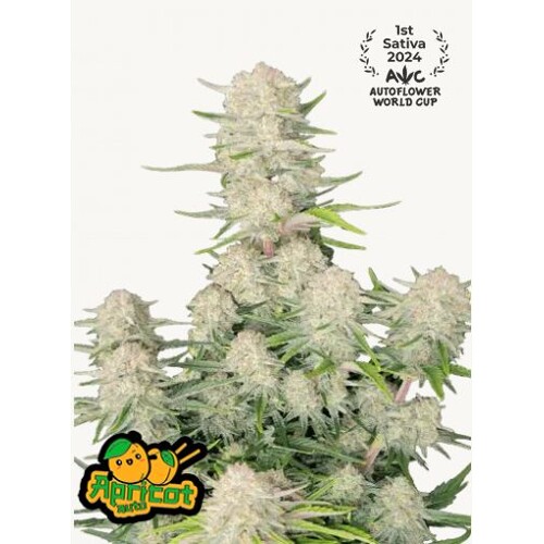 FastBuds Apricot Auto 5 seeds