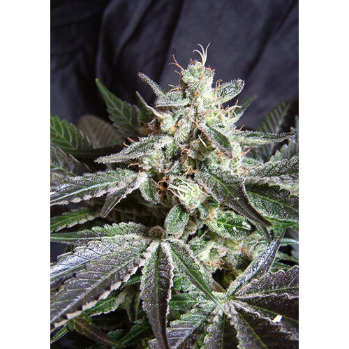 Sweet Seeds Black Jack Auto