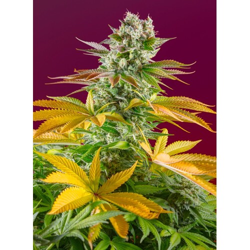 Sweet Seeds Gorilla Girl F1 Fast Version