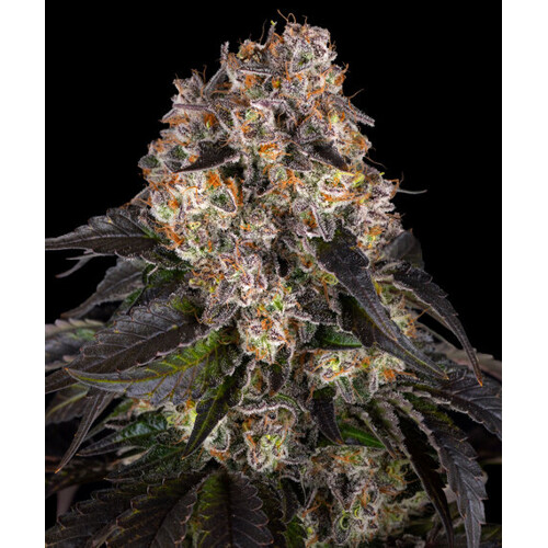 Barney's Farm Girl Scout Cookies