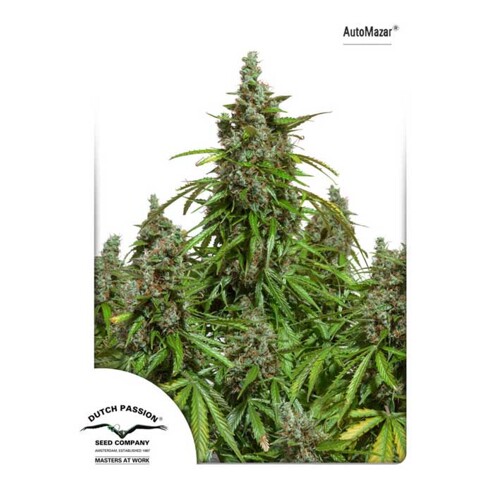 Dutch Passion Seed Company Auto Mazar 7 seeds