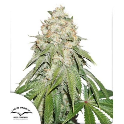 Dutch Passion Seed Company Banana Blaze 3 seeds